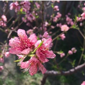 Meet your Posher, Lina